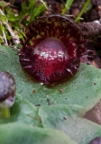 Corybas fimbriatus Fringed Helmut-orchid(a)